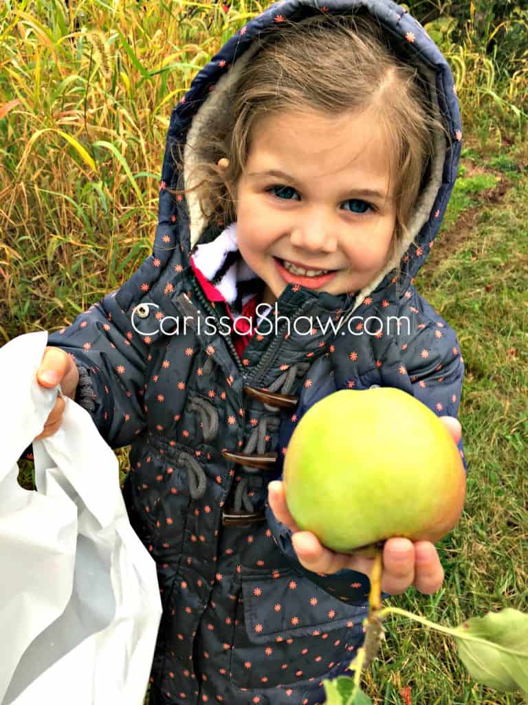 Picking apples to make Classic Dutch Apple Pie